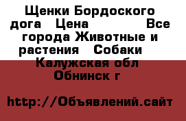 Щенки Бордоского дога › Цена ­ 60 000 - Все города Животные и растения » Собаки   . Калужская обл.,Обнинск г.